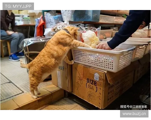 施洋这生活真让人眼红，场上拼劲十足，私底下居然是养猫狂魔？